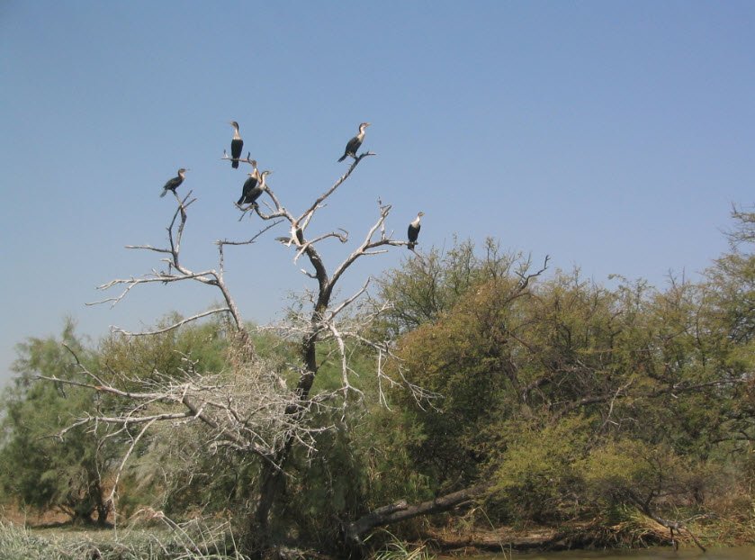 Djoudj National Bird Sanctuary, Saint-Louis Region, Senegal